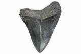 Fossil Megalodon Tooth - South Carolina #360763-2